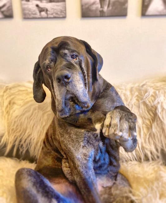 Hvorfor startet vi Buddy Bandage!
