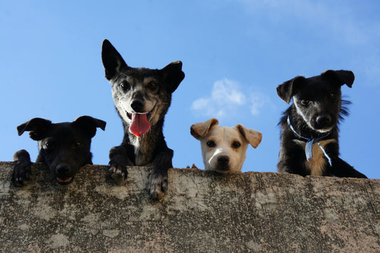 Senior Dogs: Mental Stimulation Over Physical Strain.